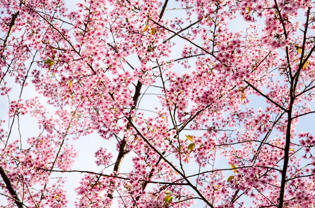 Цветущая вишня не только зарезервирована для Японии